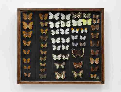 Schmetterlingskasten (19. Jh.)